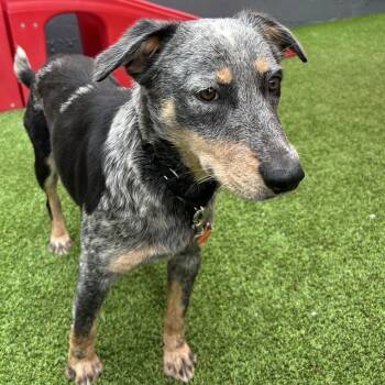 Australian Cattle Dog Blue Heeler Dogs Available for Adoption - Xena | PetCurious