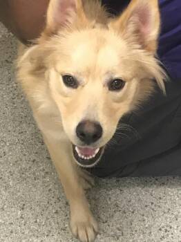A432429 -  Chow Chow and Mixed Breed Dog for Adoption in Conroe, Texas - A432429 | PetCurious