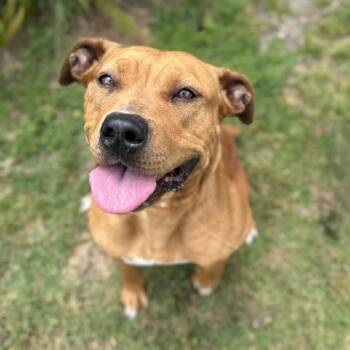 Rhodesian Ridgeback and Redbone Coonhound Dogs Available for Adoption in Camarillo, California - REMI | PetCurious