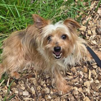 Sansa -  Mixed Breed Dog for Adoption in Mentor, Ohio - Sansa | PetCurious
