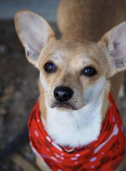 Poe -  Chihuahua Dog for Adoption in Buena Vista, Colorado - Poe | PetCurious