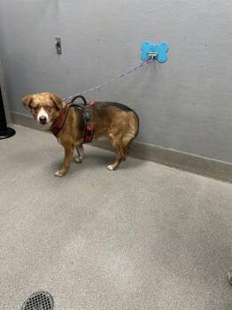 GEFF -  Border Collie and Mixed Breed Dog for Adoption in Las Vegas, Nevada - GEFF | PetCurious