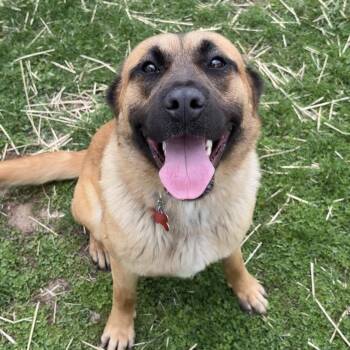 Shepherd Dogs Available for Adoption in Valparaiso, Indiana - Gabby | PetCurious