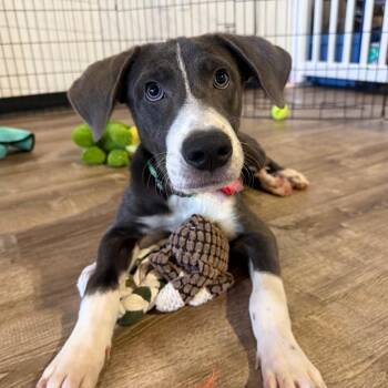 1079 (2026) Blaze -  Mixed Breed Dog for Adoption in Parker, Colorado - 1079 (2026) Blaze | PetCurious