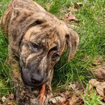 Plott Hound Dogs Available for Adoption - Simba | PetCurious