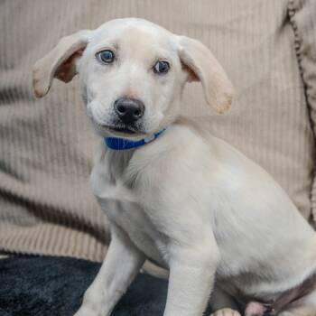 Rescue Hound and Labrador Retriever Dogs for Adoption in Pawling, New York - Nick | PetCurious
