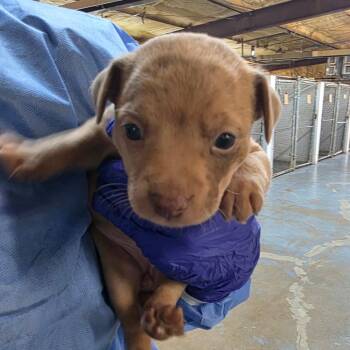 Catahoula Leopard Dog Dogs Available for Adoption - Nutmeg | PetCurious