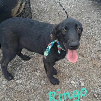 Belgian Shepherd Malinois and Mixed Breed Dogs Available for Adoption in Hackett, Arkansas - Ringo | PetCurious