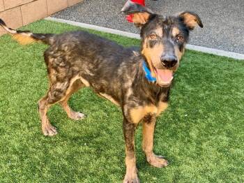 Doberman Pinscher Dogs Available for Adoption in San Marcos, California - SAVE ME PLEASE! Arlo #A550188 | PetCurious