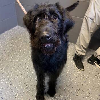 Labrador Retriever and Poodle Dogs Available for Adoption in Tuscaloosa, Alabama - TUSC-Stray-84197 | PetCurious