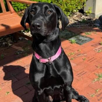 Black Labrador Retriever Dogs Available for Adoption in Quincy, Illinois - Lucy | PetCurious
