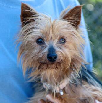 Ruby (AO37665) -  Yorkshire Terrier Dog for Adoption in Kansas City, Kansas - Ruby (AO37665) | PetCurious