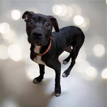 Pit Bull Terrier Dogs Available for Adoption in Lebanon, Tennessee - Buzz | PetCurious
