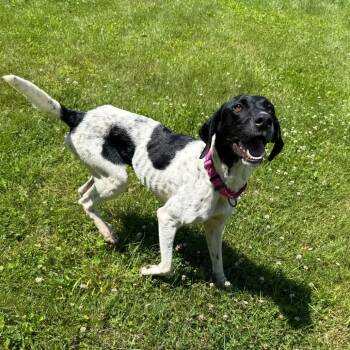 CT Taco Bella -  Pointer and American Foxhound Dog for Adoption in Stormville, New York - CT Taco Bella | PetCurious