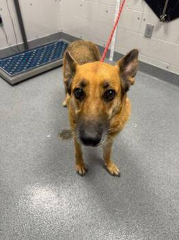 Mixed Breed Dogs Available for Adoption in Sevierville, Tennessee - Pluto | PetCurious