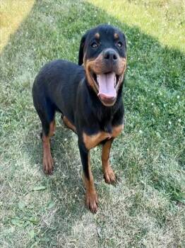 THEA -  Rottweiler Dog for Adoption in Kalamazoo, Michigan - THEA | PetCurious