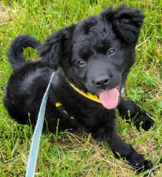 Labrador Retriever and Poodle Dogs Available for Adoption in Crossville, Tennessee - Coming Soon" Koa | PetCurious