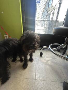 SPARKY -  Yorkshire Terrier Dog for Adoption in Kent, Washington - SPARKY | PetCurious