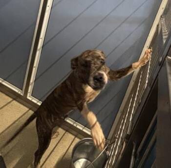 Jefferson -  Pit Bull Terrier and Mixed Breed Dog for Adoption in Honolulu, Hawaii - Jefferson | PetCurious