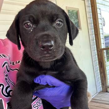 Sushi -  Black Labrador Retriever Dog for Adoption in Valley, Alabama - Sushi | PetCurious