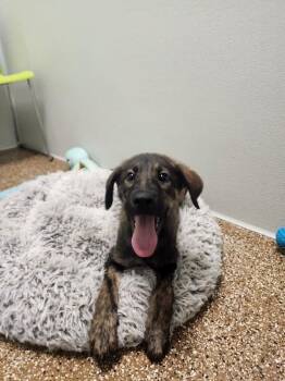 Andy -  Shepherd and Mixed Breed Dog for Adoption in Jackson, Tennessee - Andy | PetCurious