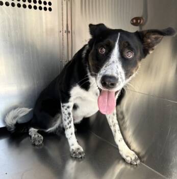 Rescue Border Collie and Mixed Breed Dogs for Adoption in Fort Worth, Texas - 59563835 | PetCurious