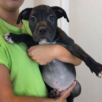 Pistachio -  Pit Bull Terrier and American Staffordshire Terrier Dog for Adoption in Tampa, Florida - Pistachio | PetCurious