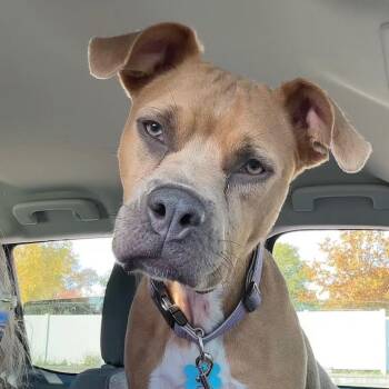 Terrier Dogs Available for Adoption in St. Louis, Missouri - Keeya | PetCurious