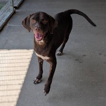 Lillian -  Chocolate Labrador Retriever Dog for Adoption in Emporia, Kansas - Lillian | PetCurious