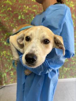 Labrador Retriever and Mixed Breed Dogs Available for Adoption in San Antonio, Texas - Ponyo | PetCurious