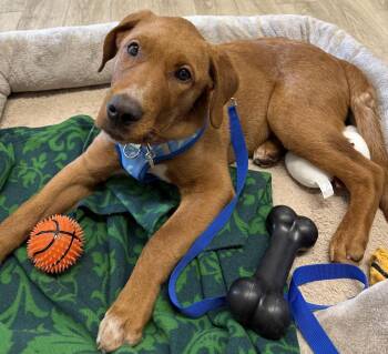 Golden Retriever and Labrador Retriever Dogs Available for Adoption - Louie | PetCurious