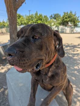 Rescue Mastiff Dogs for Adoption in Bellflower, California - Tiffany | PetCurious