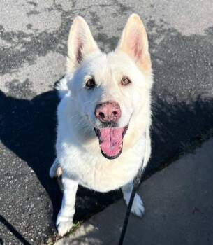 German Shepherd Dog Dogs Available for Adoption in Sacramento, California - KARI | PetCurious