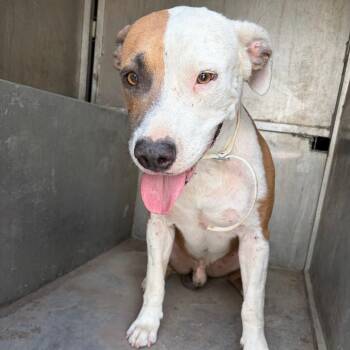 Thor -  American Staffordshire Terrier Dog for Adoption in Edinburg, Texas - Thor | PetCurious