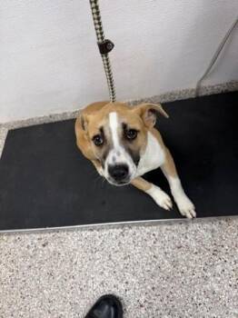 Terrier and Mixed Breed Dogs Available for Adoption - Addy | PetCurious