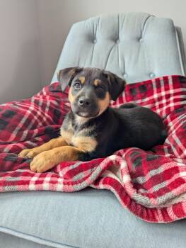 Rescue Shepherd Dogs for Adoption in Sandy Hook, Manitoba - Batman | PetCurious