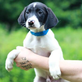 CT Doritos Locos -  Pointer and Mixed Breed Dog for Adoption in Stormville, New York - CT Doritos Locos | PetCurious
