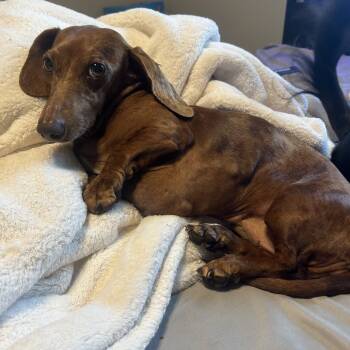 Rescue Dachshund Dogs for Adoption in Baton Rouge, Louisiana - Penny | PetCurious