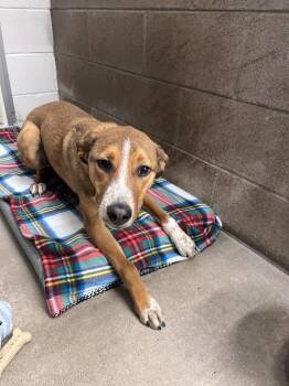 Hound and Mixed Breed Dogs Available for Adoption in Clarksville, Tennessee - Rollo | PetCurious