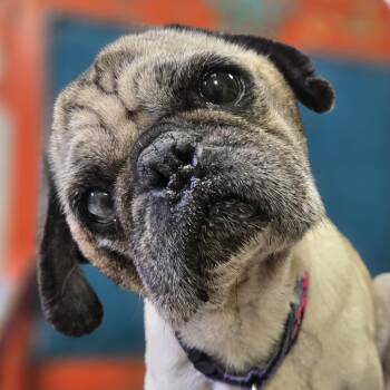 Rescue Pug Dogs for Adoption in Normal, Illinois - Maude | PetCurious
