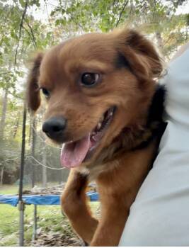 Beagle and Mixed Breed Dogs Available for Adoption in Houston, Texas -  Roger | PetCurious