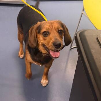BARLEY -  Beagle Dog for Adoption in Greensboro, North Carolina - BARLEY | PetCurious