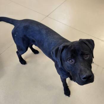 Rescue Labrador Retriever Dogs for Adoption in Xenia, Ohio - Sampson (Coming Soon...) | PetCurious