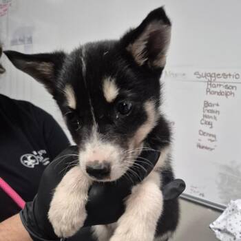 Husky and Chihuahua Dogs Available for Adoption in Yuma, Arizona - Roxanna | PetCurious