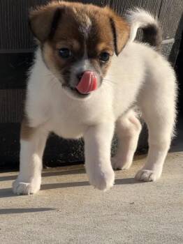 Terrier and Chihuahua Dogs Available for Adoption in Manhattan Beach, California - Trixie | PetCurious