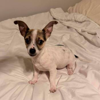 Chihuahua Dogs Available for Adoption - Amaretto | PetCurious