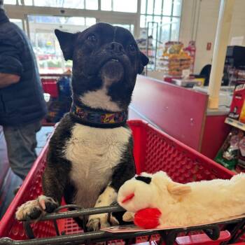 French Bulldog and Mixed Breed Dogs Available for Adoption - Blake | PetCurious