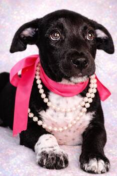 Schnauzer and Australian Cattle Dog Blue Heeler Dogs Available for Adoption - FANCY | PetCurious