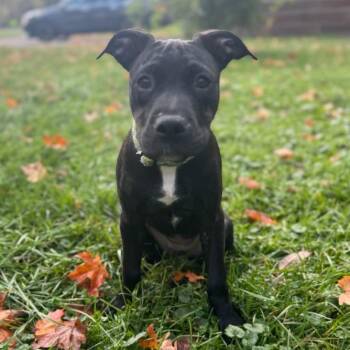 Dakoda -  Mixed Breed Dog Available for Adoption in Fairport, New York - Dakoda | PetCurious
