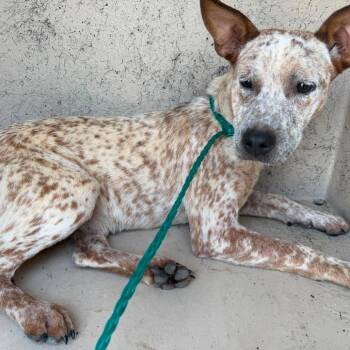 River 26-06-193 -  Cattle Dog Dog for Adoption in Bastrop, Texas - River 26-06-193 | PetCurious